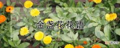 【花】金盏花花语
