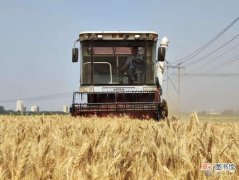博兴县店子镇：小麦增产背后的高低畦种植法