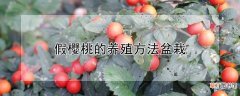 【桃】假樱桃的养殖方法盆栽