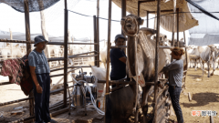 柯坪县：特色骆驼养殖业成为富民增收产业