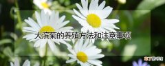 【养殖方法】大滨菊的养殖方法和注意事项