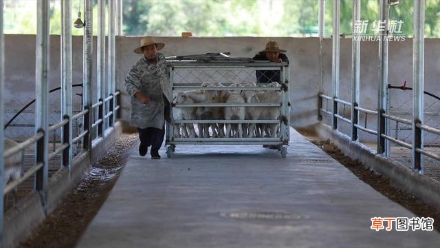 甘肃广河：牛羊产业高质量发展助力乡村振兴
