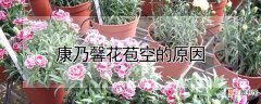 【花】康乃馨花苞空的原因