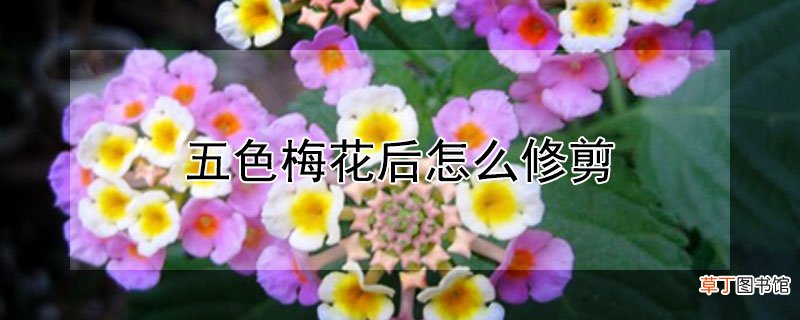 【花】五色梅花后怎么修剪
