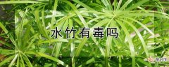 【有毒】水竹有毒吗