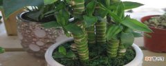 【繁殖】水培龙竹的繁殖方法