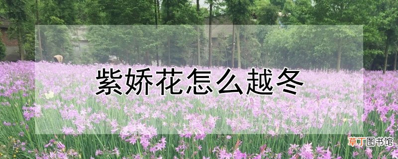 【越冬】紫娇花怎么越冬