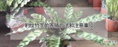 【养殖】豹纹竹芋的养殖方法和注意事项