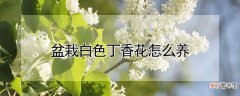 【白色】盆栽白色丁香花怎么养