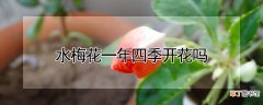 【花】水梅花一年四季开花吗