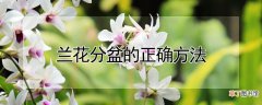 【花】兰花分盆的正确方法