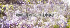 【紫藤花】紫藤花养殖方法和注意事项