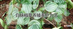 【养护】白脉椒草养殖养护方法