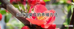 【海棠花】红叶海棠花的养殖方法