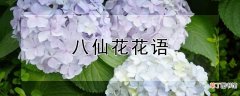 【花】八仙花花语
