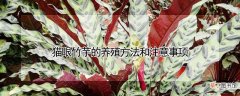 【竹芋】猫眼竹芋的养殖方法和注意事项