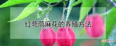 【养殖】红萼茼麻花的养殖方法