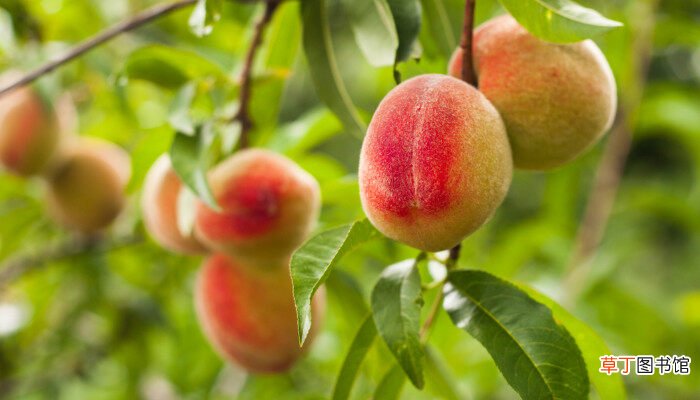 【水果】桃子属于什么类水果