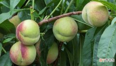 【防治】桃树如何防治病虫害