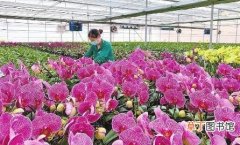 陆良：花卉产业拓宽乡村振兴路