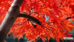 【区别】红枫与鸡爪槭的区别是什么