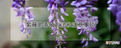 【养殖】紫藤的养殖方法和注意事项