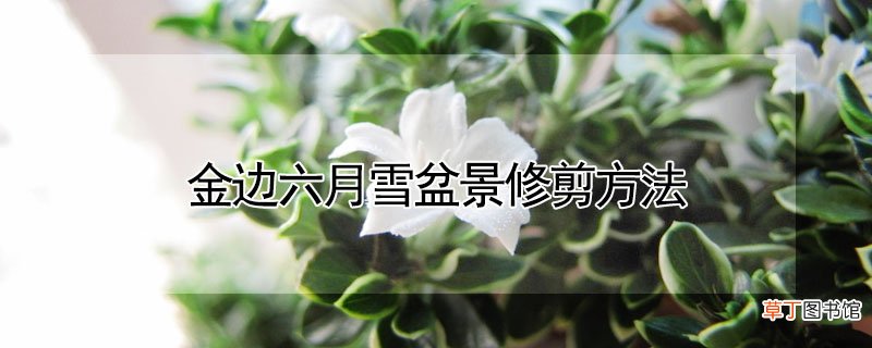 【盆景】金边六月雪盆景修剪方法