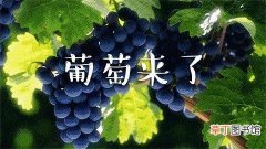 2022武汉葡萄成熟期预报来啦！