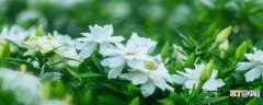 【香】夏天很香的白色花叫什么