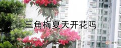 【夏天】三角梅夏天开花吗