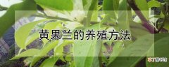 【养殖方法】黄果兰的养殖方法