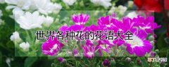【花语】世界各种花的花语大全