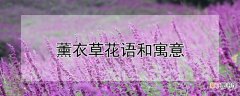 【花】薰衣草花语和寓意