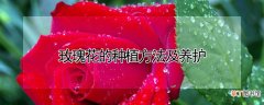 【玫瑰花】玫瑰花的种植方法及养护