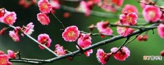 【花】梅花养殖的方法和注意事项