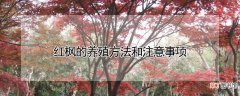 【养殖】红枫的养殖方法和注意事项