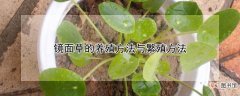 【养殖】镜面草的养殖方法与繁殖方法