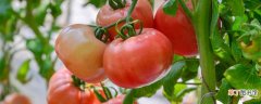 【种植方法】西红柿的种植方法