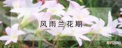 【花】风雨兰花期