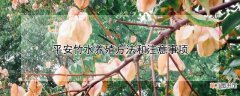 【养殖】平安竹水养殖方法和注意事项