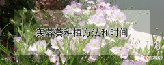 【种植】芙蓉葵种植方法和时间