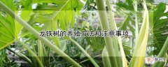 【树】龙铁树的养殖方法和注意事项
