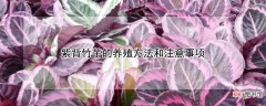 【养殖】紫背竹芋的养殖方法和注意事项