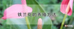 【铁兰花】铁兰花的养殖方法