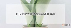 【养殖】白玉虎皮兰养殖方法和注意事项