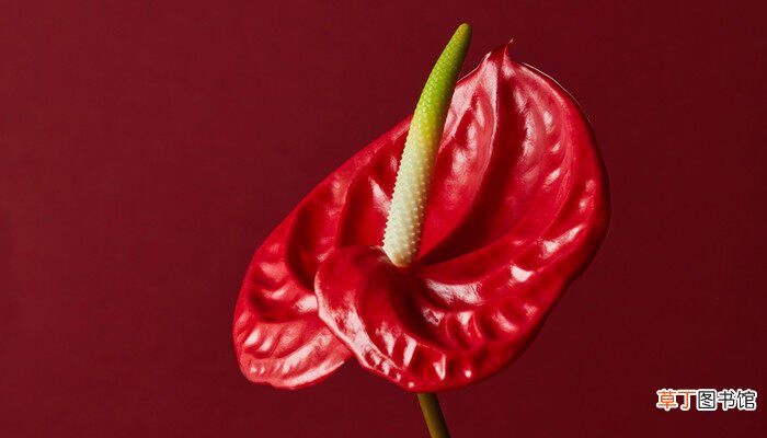 【花】红掌花的寓意是什么意思