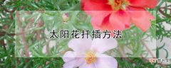 【花】太阳花扦插方法