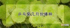【播种】乒乓菊几月份播种