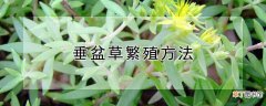 【繁殖】垂盆草繁殖方法