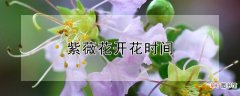 【花】紫薇花开花时间